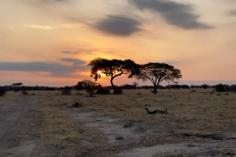 Tarangire nasjonalpark