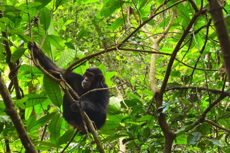 Gombe Stream nasjonalpark
