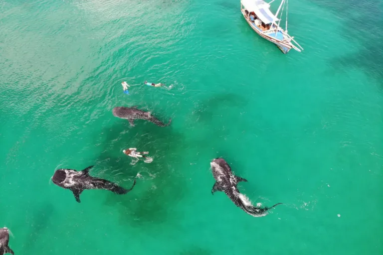 Mafia Island aktiviteter